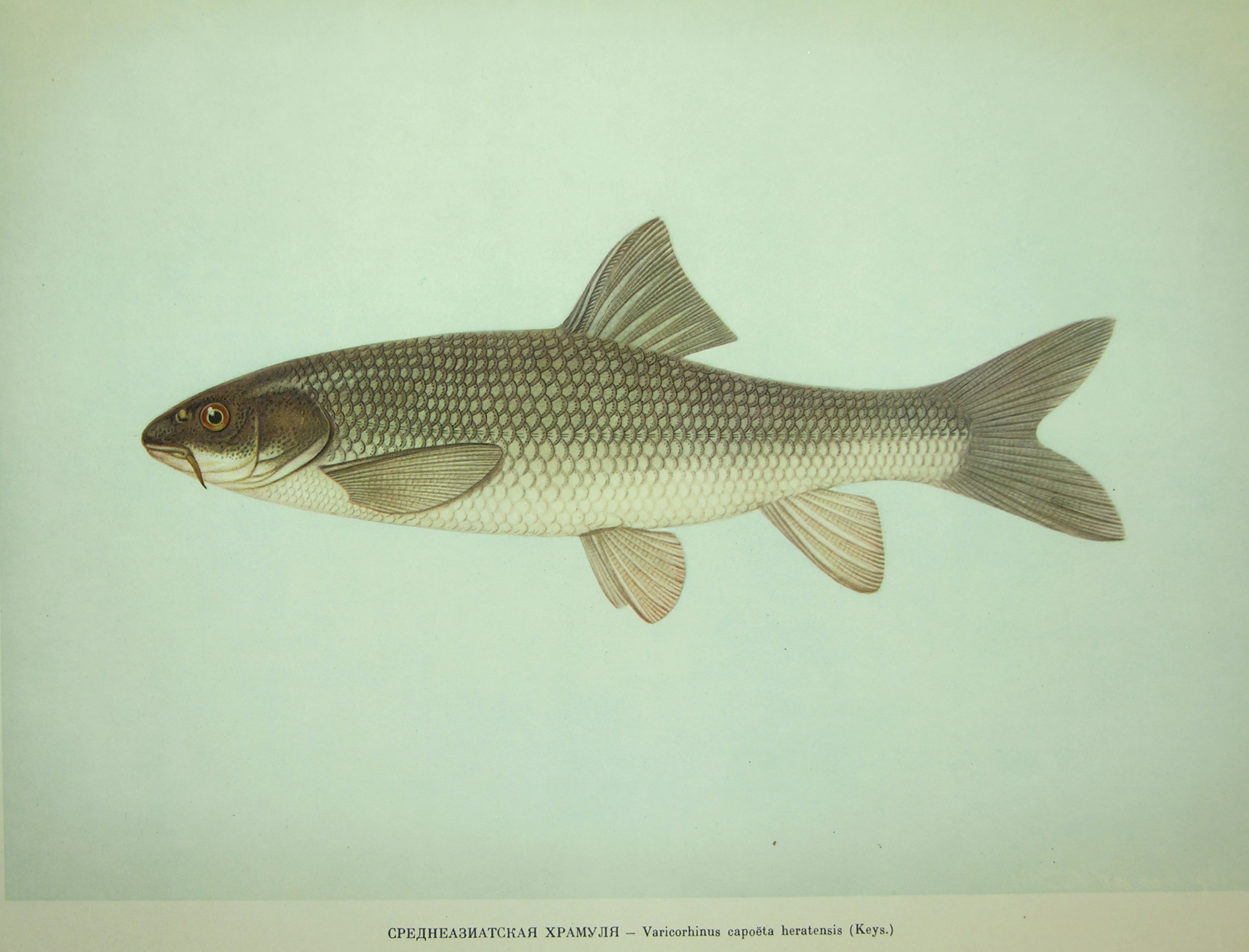 Capoeta capoeta capoeta (Güldenstädt, 1773)